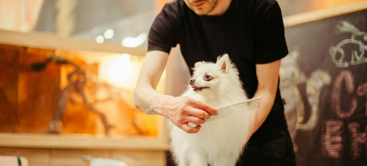 A man grooms a small white dog